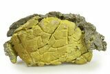 Golden Pyrite on Limonite Clay - Pakistan #283716-1